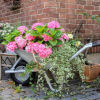 Hortensie in ausrangierter Schubkarre