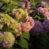 Hortensien in Rosa und Grün