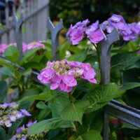 Hortensien in Kombination mit einem romantischen Eisenzaun