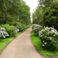 Hortensien ab Wegesrand