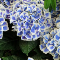 Hortensien in Weiß und Blau