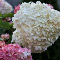 Hortensienblüten in Weiß