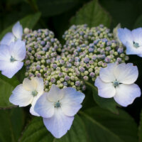 hortensien_weiss_gruen