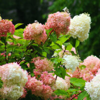 Rispenhortensie in Weiß und Rosa