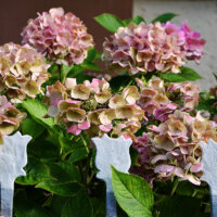 Hortensien in zartem Altrosa