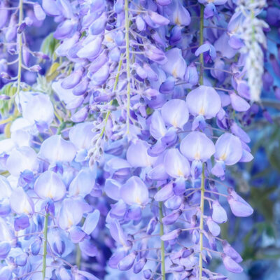 kleeterpflanze_blauregen