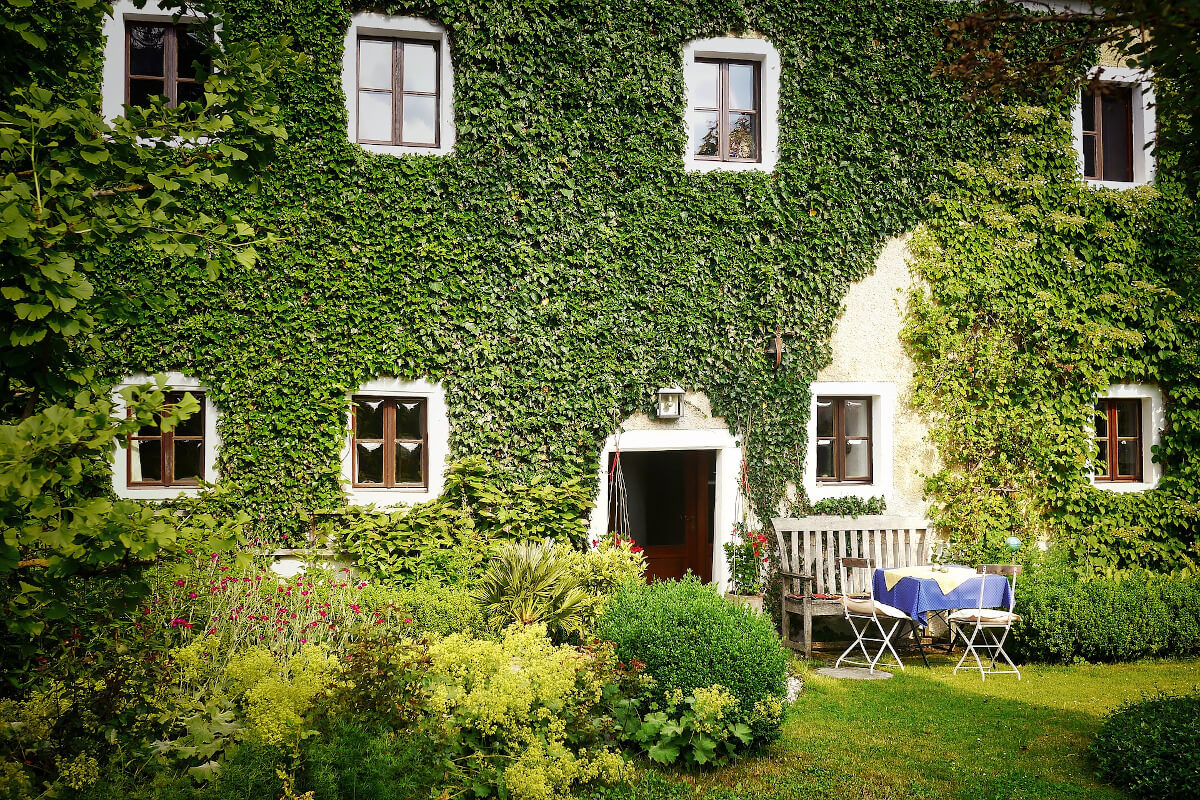 Immergrüner Efeu an der Hauswand