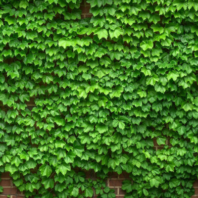 kletterpflanze_gruen_hauswand