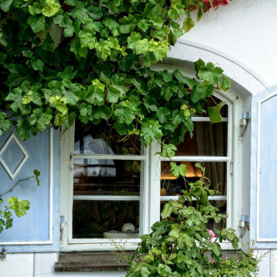 kletterpflanze_hauswand_bauerngarten