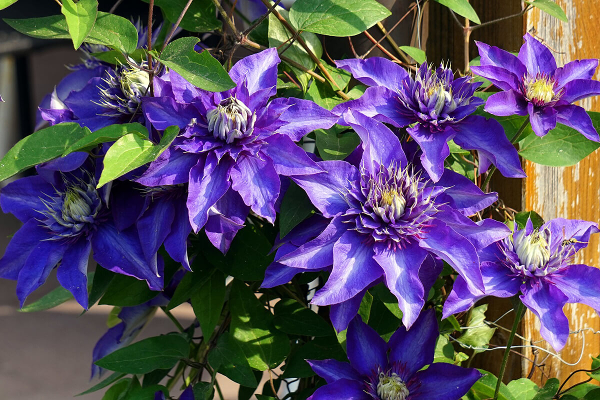 Die Waldrebe ist eine bienenfreundliche Kletterpflanze