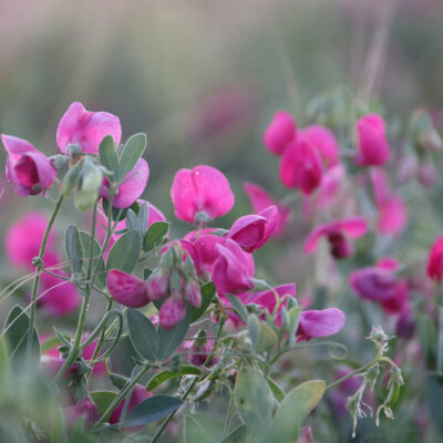 kletterpflanze_wicke