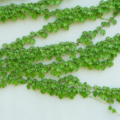 kletterpflanze_wilder_wein