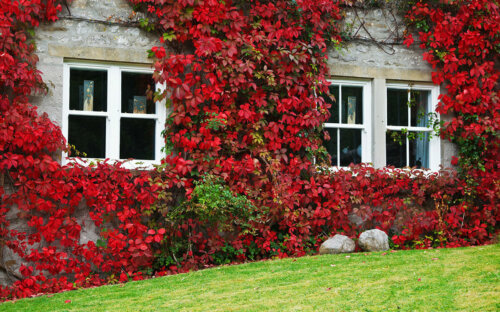 Kletterpflanzen ▷ Top-50 Arten im Überblick