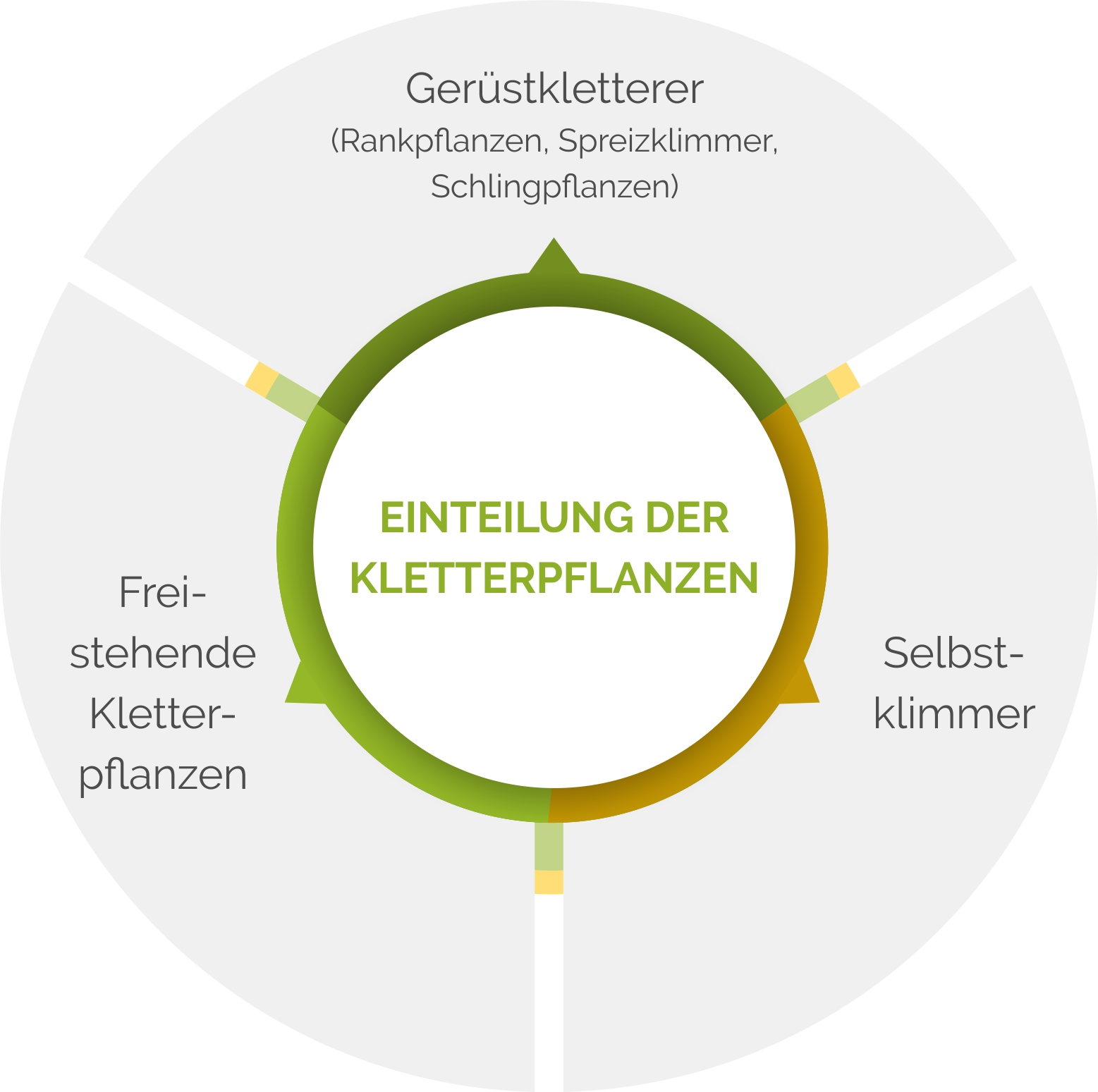 Einteilung von Kletterpflanzen