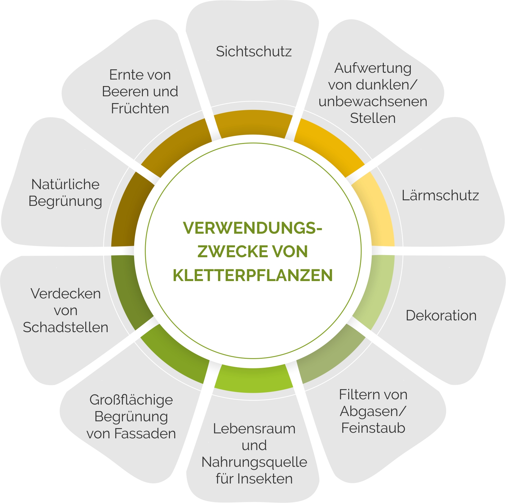 Verwendungszwecke von Kletterpflanzen im Überblick