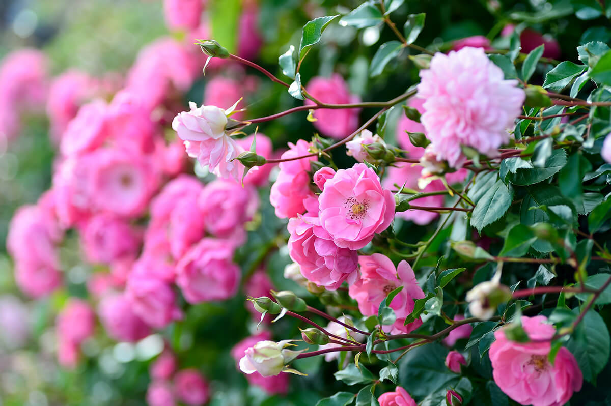 Rosenhecke mit rosafarbenen Blüten