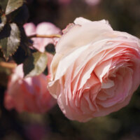 Rose in Pastellrosa