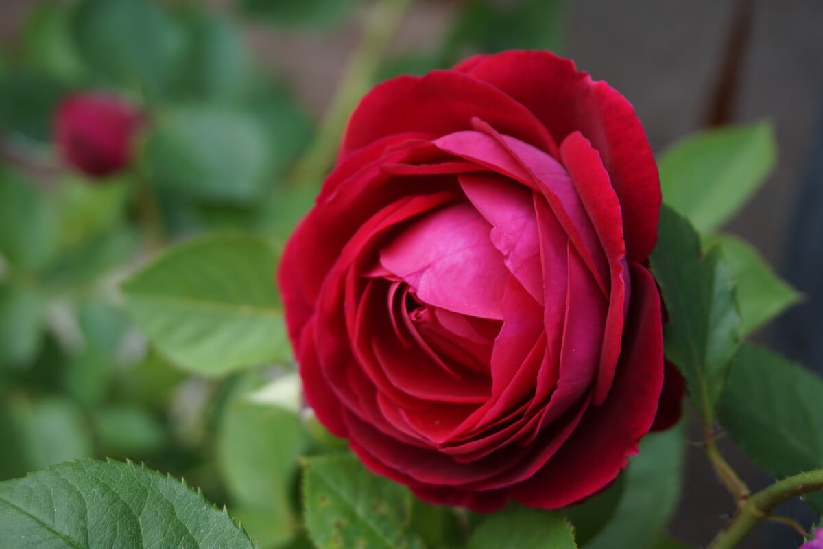 Rote Rose als Symbol der Liebe