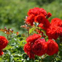 Rosenstrauch mit roten Blüten
