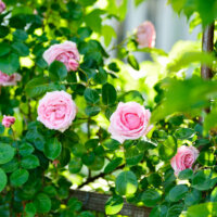 Rosenstrauch mit rosafarbenen Blüten