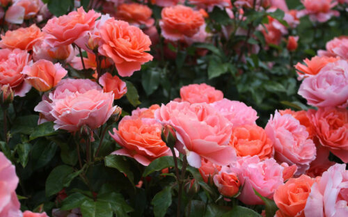 Rosen-Arten pflegen ▷ richtig pflanzen  schneiden & düngen