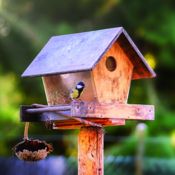 Eine Grafik zu Vogelhäuser kaufen