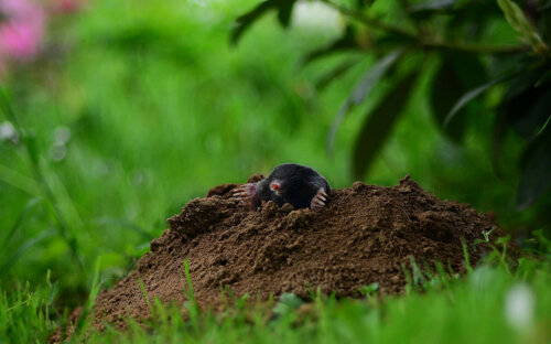 Maulwurf vertreiben ᐅ Tipps & Hausmittel zur Bekämpfung