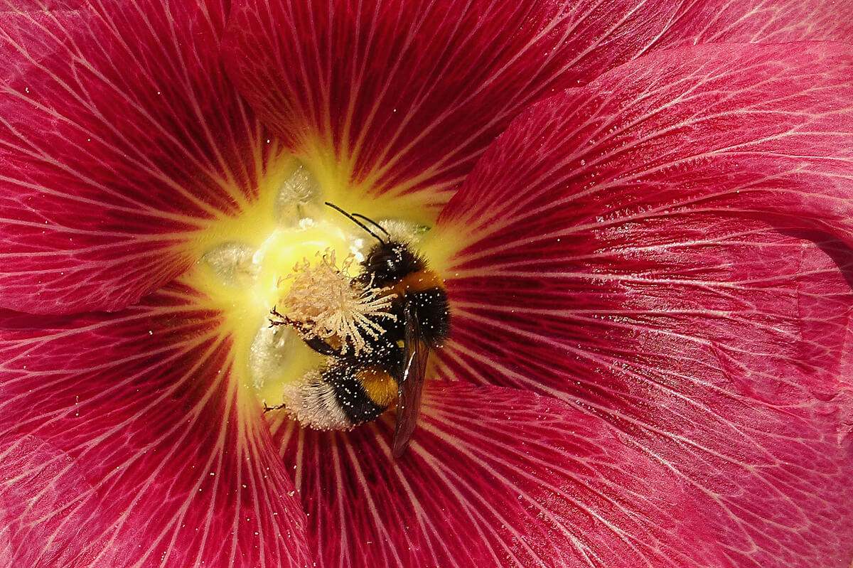 Stockrose als Futterquelle für Bienen und Hummeln