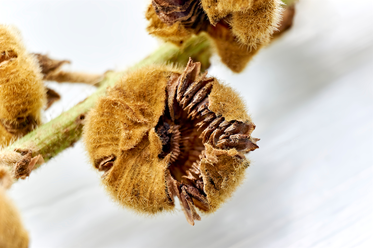 Stockrosen-Samen © Harry Wedzinga - Shutterstock.com