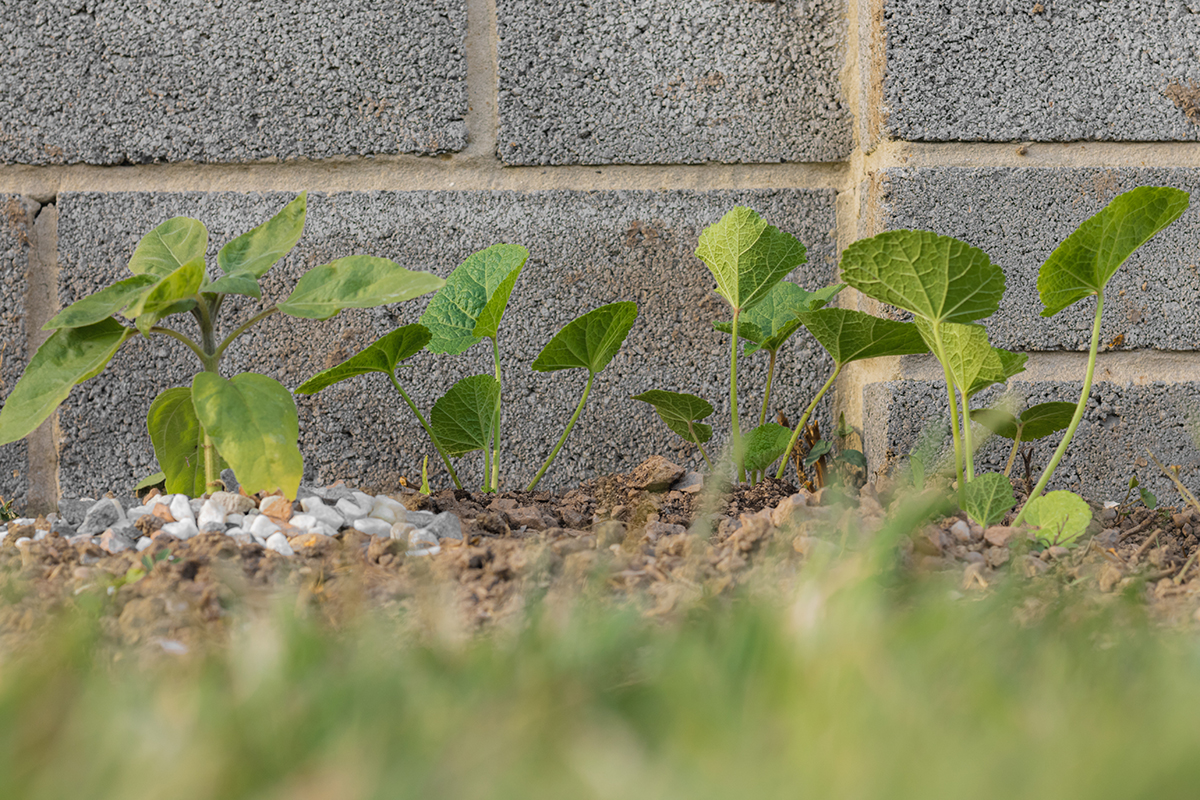 Stockrosen-Jungpflanzen © LiamGray - Shutterstock.com