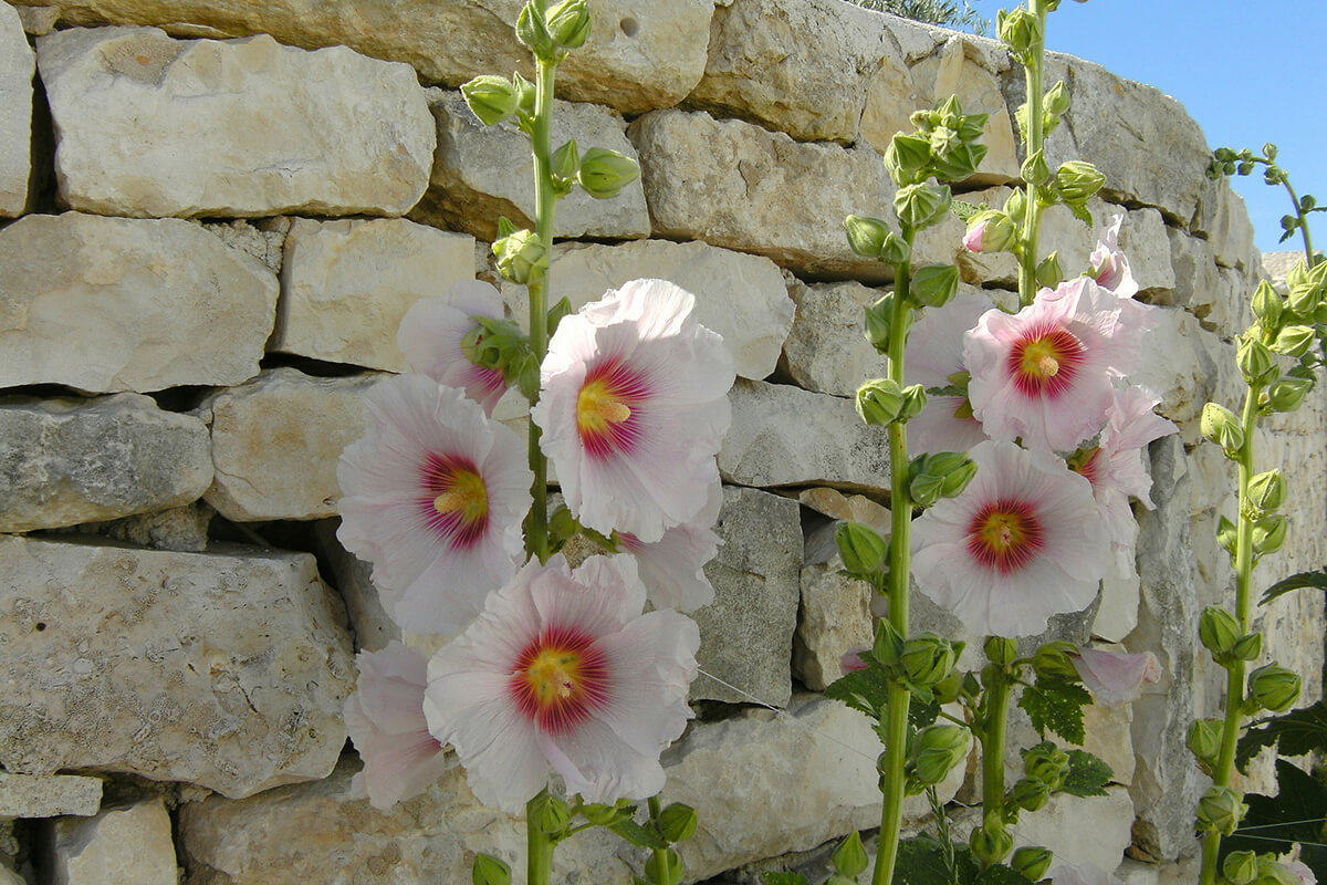 Weiße Stockrosen an einer Gartenmauer