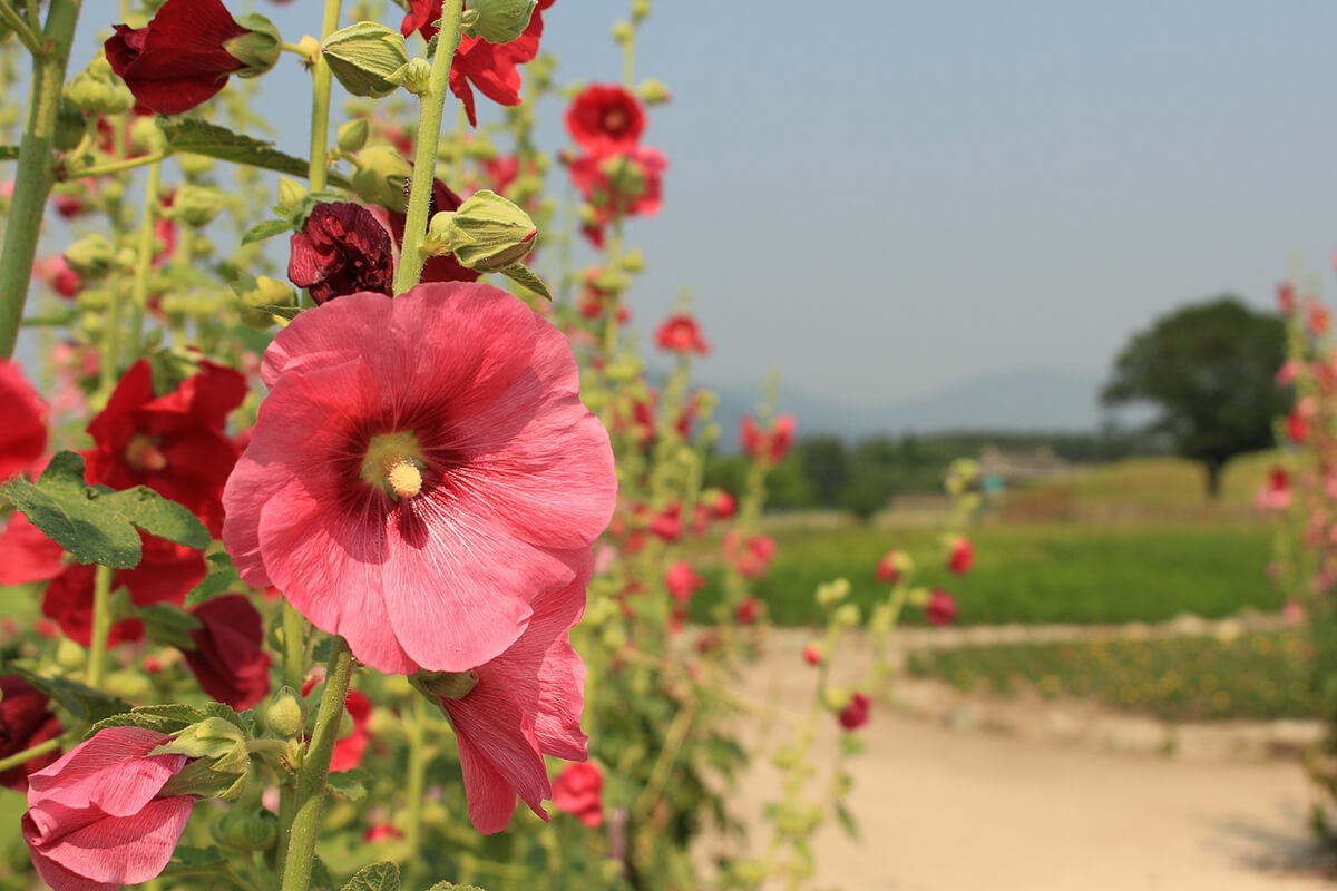 Stockrosen im Feld