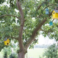Gelbe und blaue Vogelhäuser im Baum