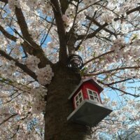 Vogelhaus im blühenden Obstbaum