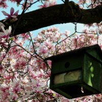 Vogelhaus in blühender Magnolie