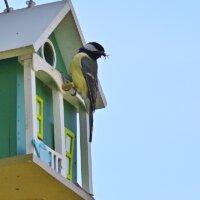 Vogelhaus mit fressender Meise