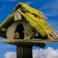 Vogelhaus mit Moosdach