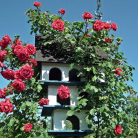 Vogelhaus mit Kletterrose umhüllt