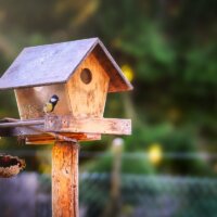 Vogelhaus aus Holz mit Sonnenblume als Futterquelle