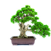 Zypressen Bonsai