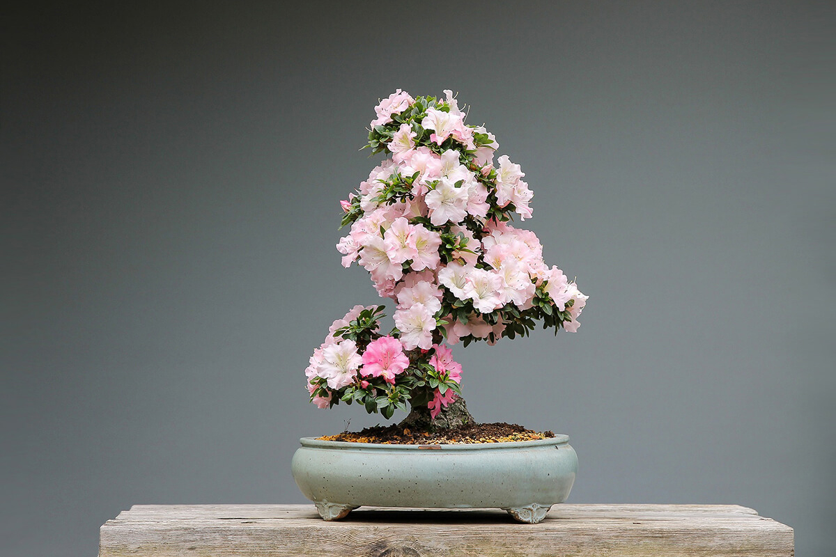 Bonsai Rhododendron Azalee