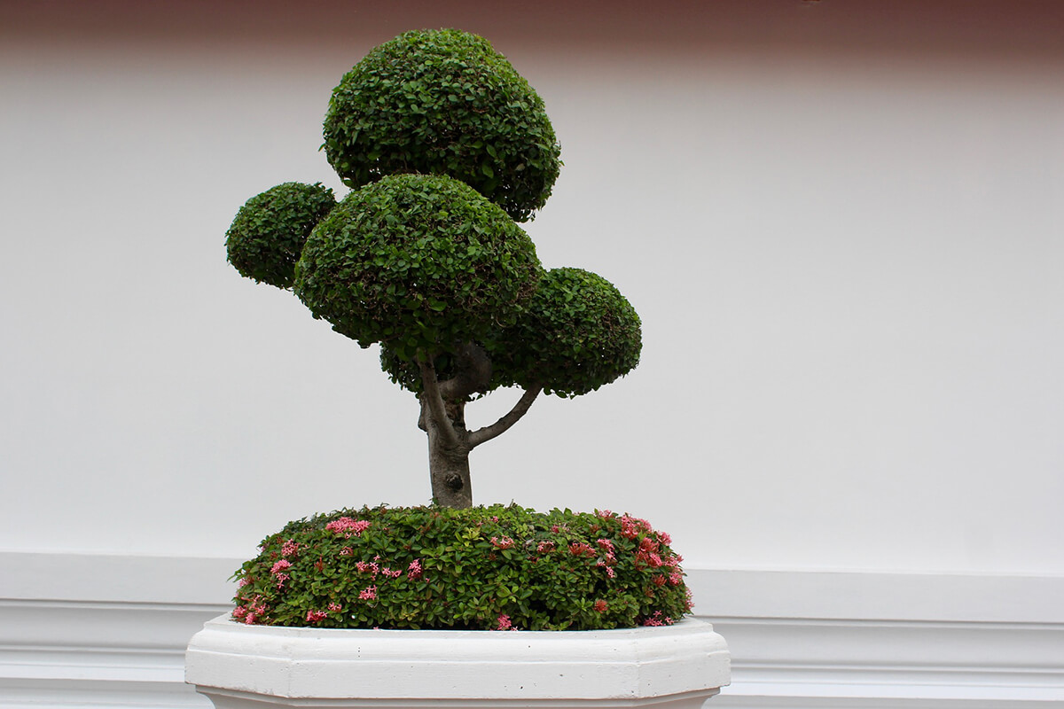 Bonsai Carmona Fukientee