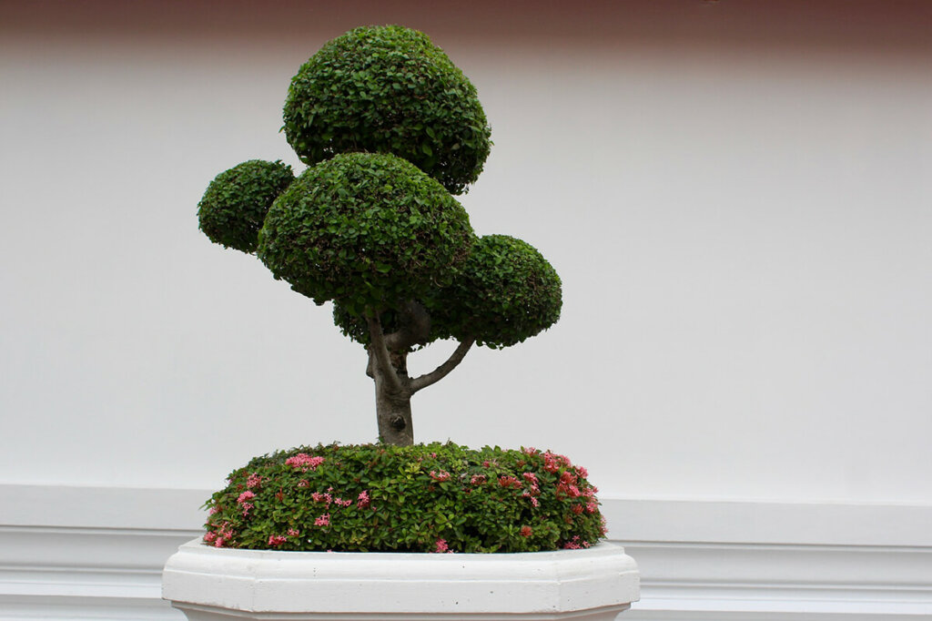 Bonsai "Carmona" set regalo - Fukientee - circa 8 anni