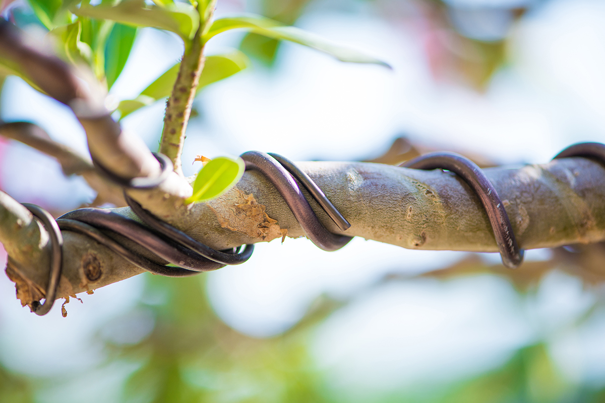 Bonsai mit Draht in Form bringen