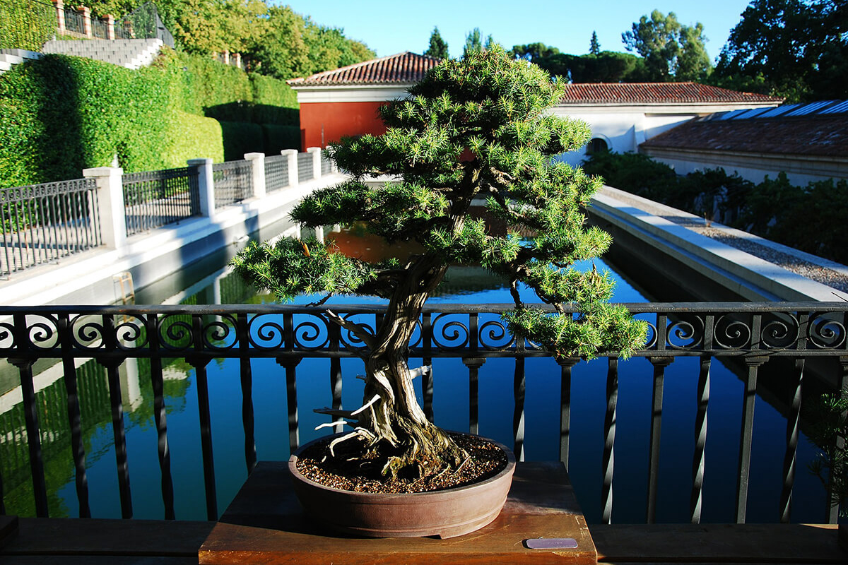 Bonsai Eibe am sonnigen Standort