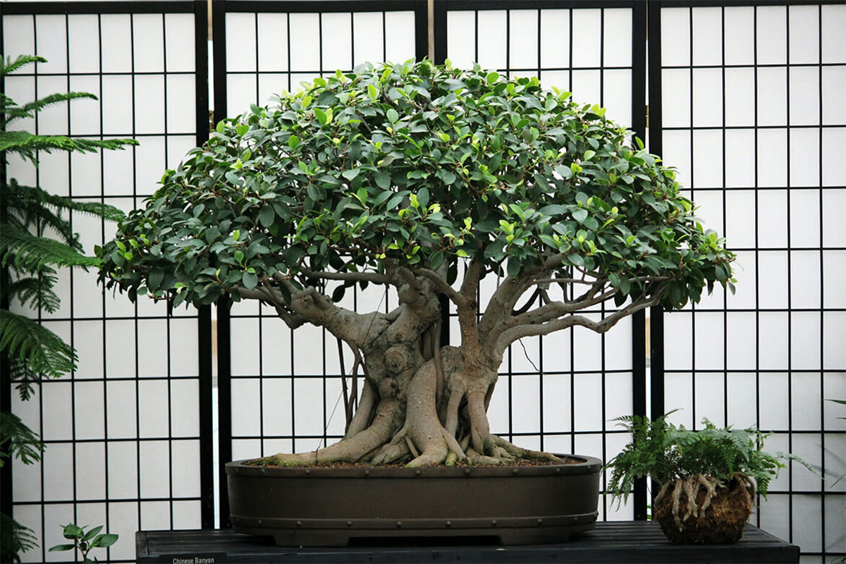 Bonsai Ficus Ginseng (Chinafeige)