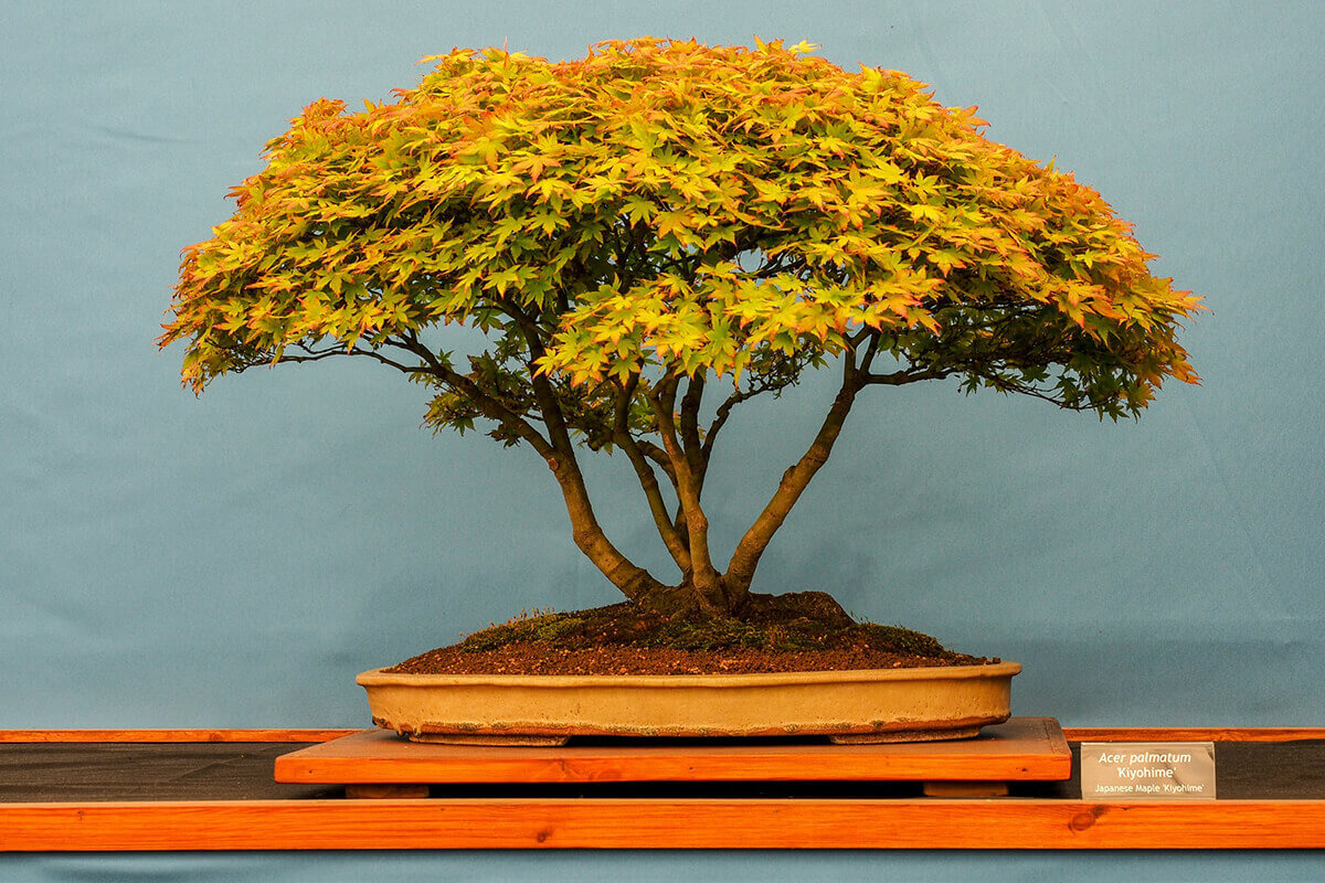 Bonsai Japanischer Fächerahorn