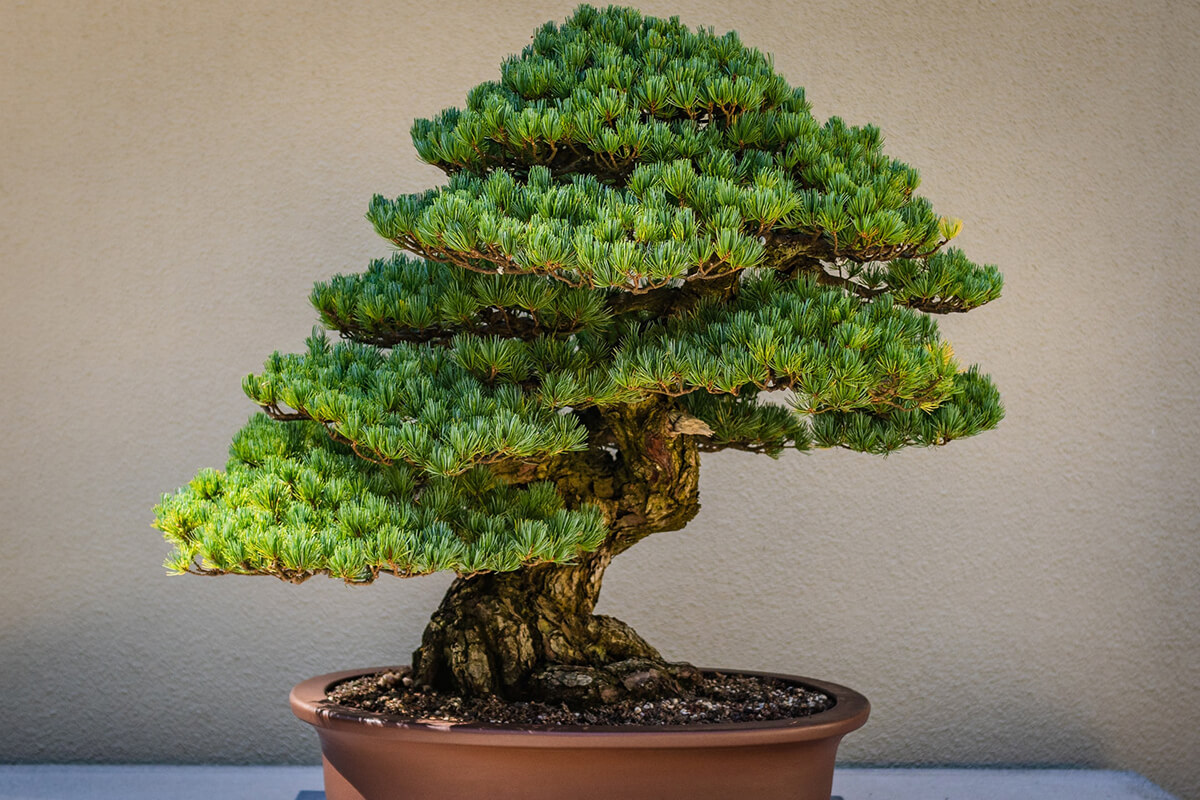 Bonsai Nadelbaum Kiefer