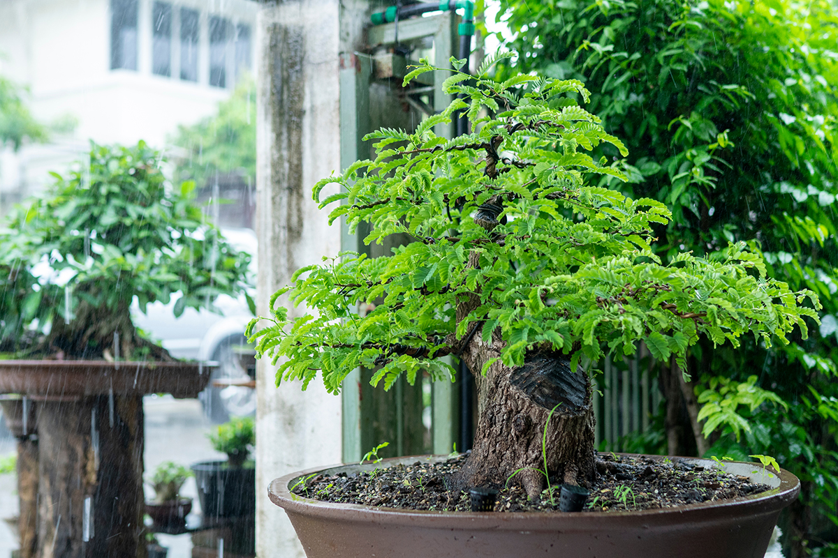 Tamarinde als Bonsai