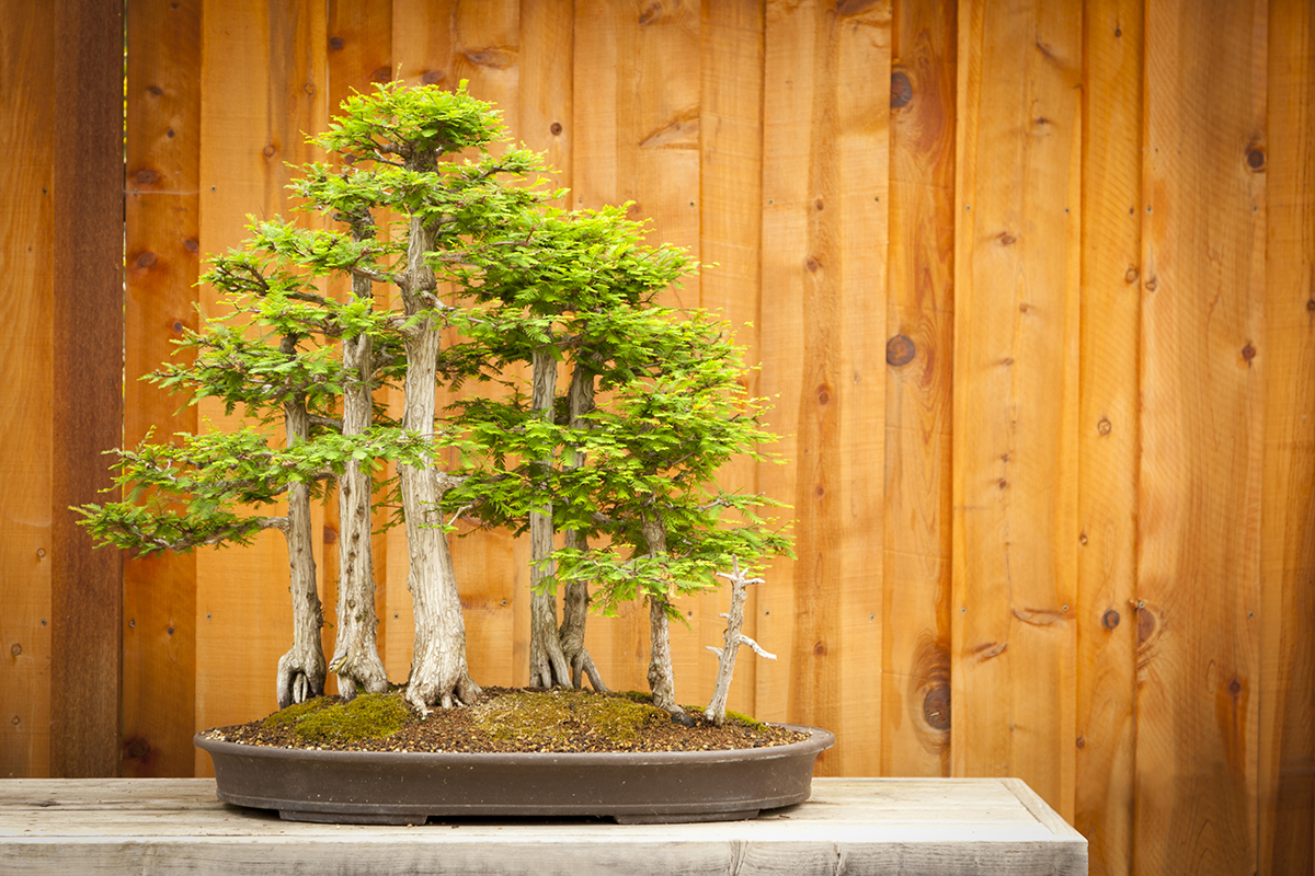 Bonsai Zypresse